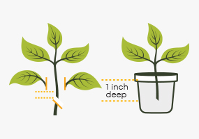 How to Make Cuttings
