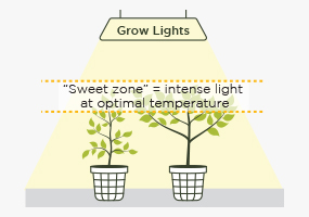 Optimizing Light Intensity
